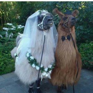 Meet your Posher, Lydia